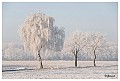 Sneeuwlandschap De Hees 1